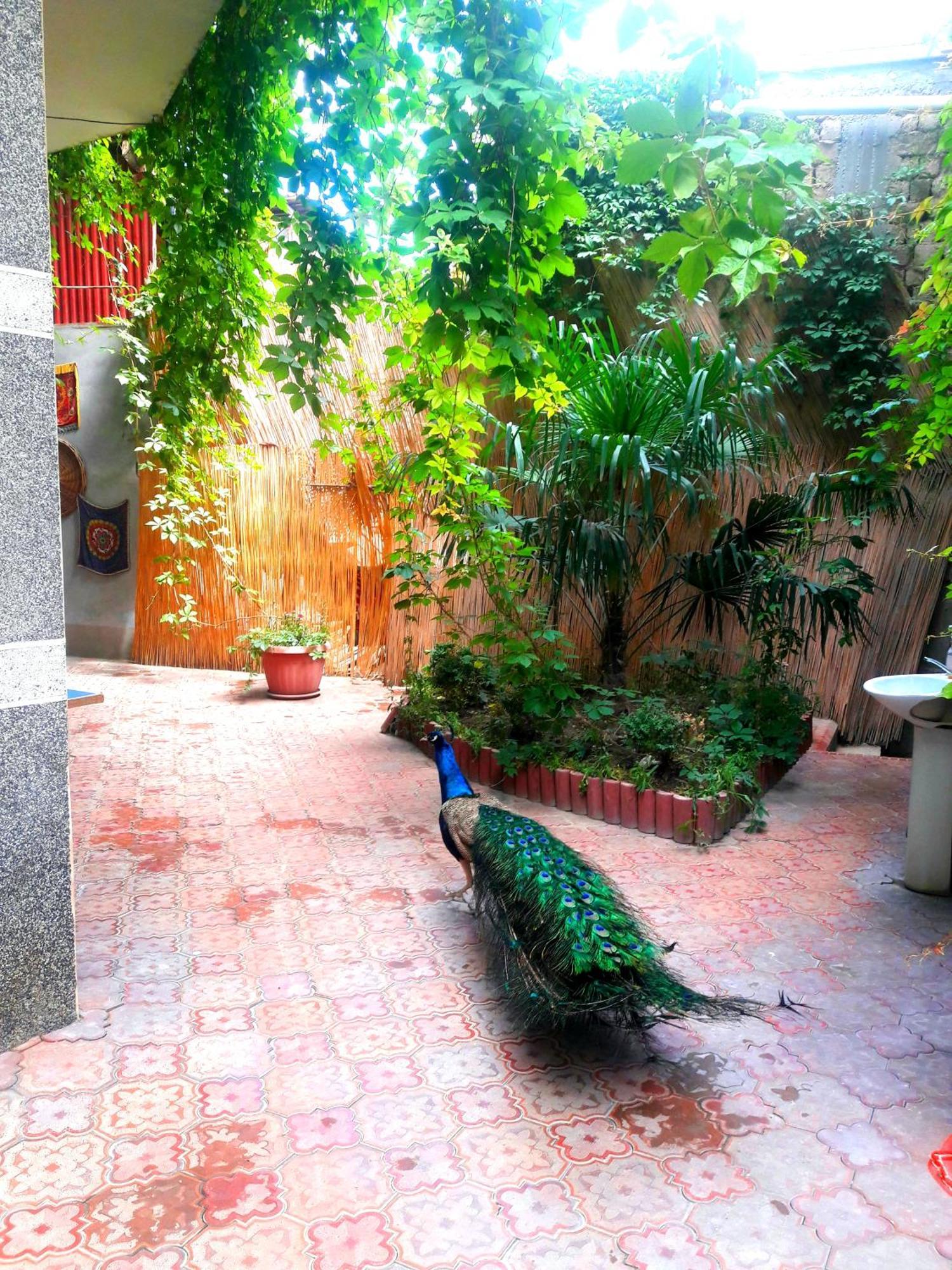 Hotel Botanical Samarcande Extérieur photo